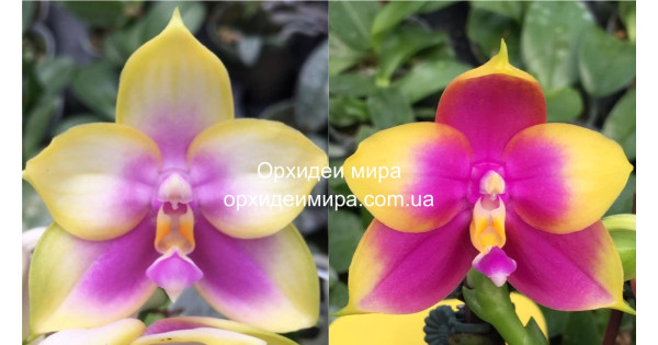Орхидея Phal. Yang Yang Pink Lady x Hawaii Dragon Girl - купить